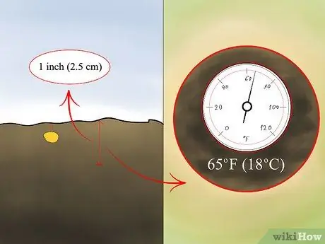 Выращивать пшено Шаг 12