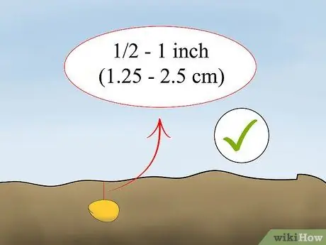 Выращивать просо Шаг 14