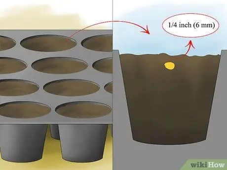 Выращивать просо Шаг 4