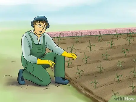 Выращивать пшено Шаг 8