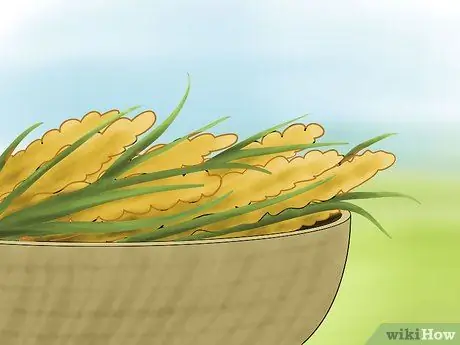 Выращивать пшено Шаг 9