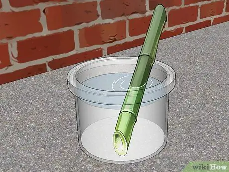 Размножение бамбука Шаг 11