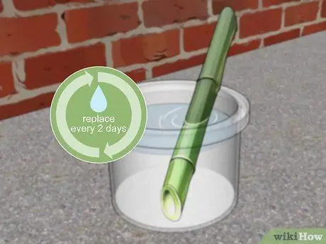 Размножение бамбука Шаг 12