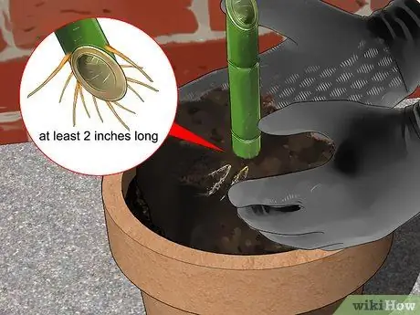 Размножение бамбука Шаг 13