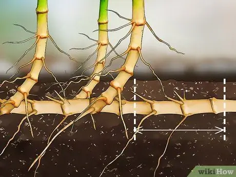 Размножение бамбука Шаг 14