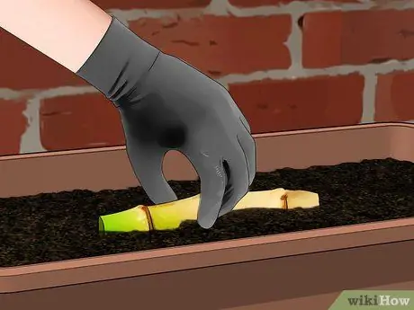 Размножение бамбука Шаг 15