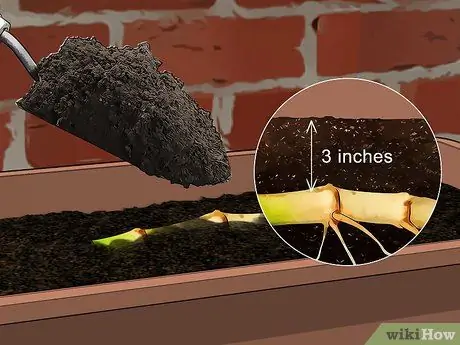 Размножение бамбука Шаг 16