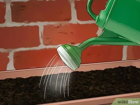 Размножение бамбука Шаг 17