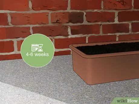 Размножение бамбука Шаг 18