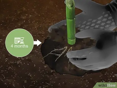 Размножение бамбука Шаг 9