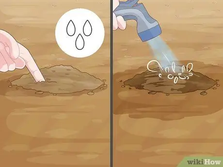 Размножение уха слона Шаг 11