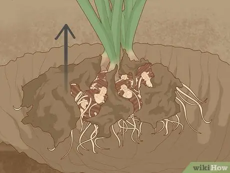 Размножение уха слона, шаг 3