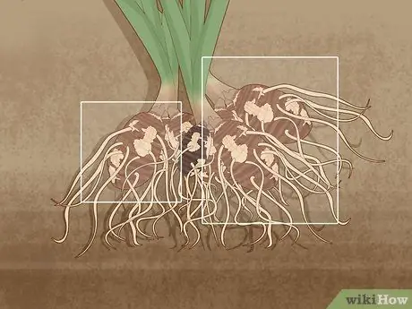 Размножение уха слона, шаг 4