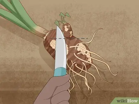 Размножение уха слона Шаг 5