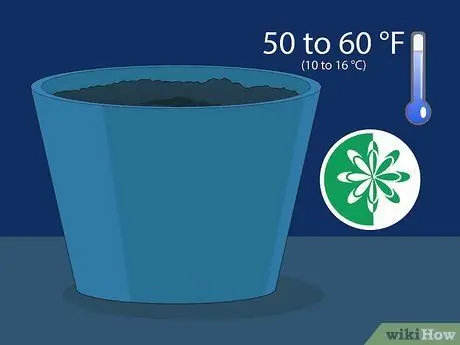 Размножение уха слона, шаг 7