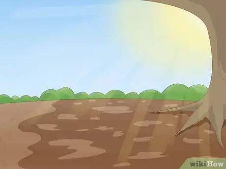 Размножение уха слона Шаг 8