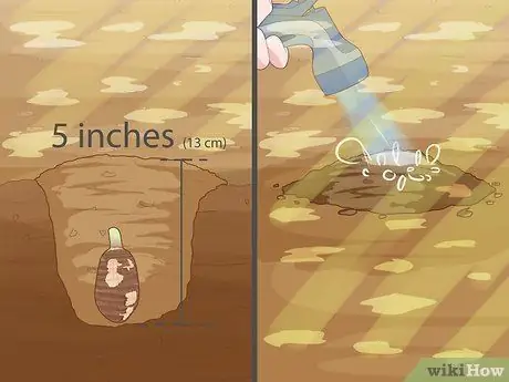 Размножение уха слона Шаг 9