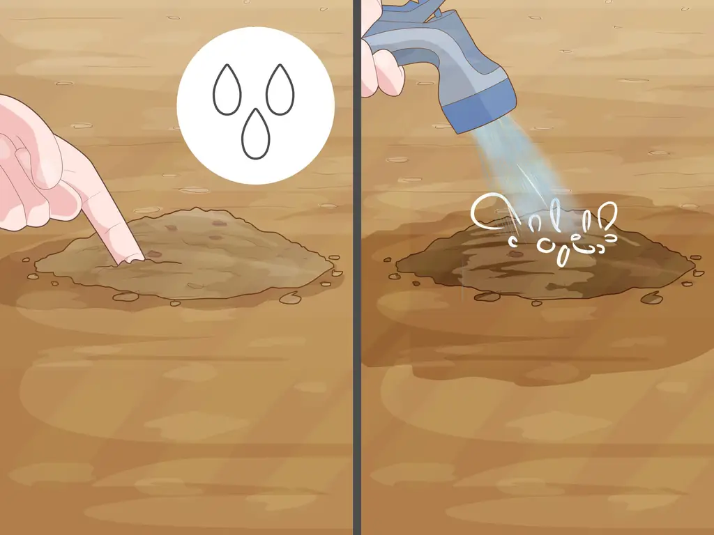 Как размножить уши слона: 11 шагов (с иллюстрациями)