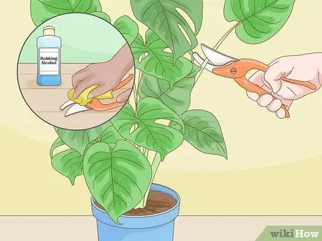 Обрезать Monstera Deliciosa Шаг 5