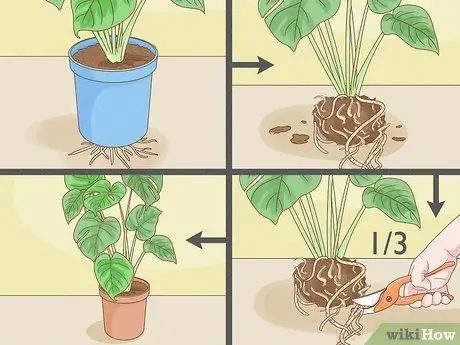 Обрезать Monstera Deliciosa Шаг 6
