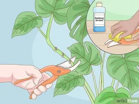 Обрезать Monstera Deliciosa Шаг 8