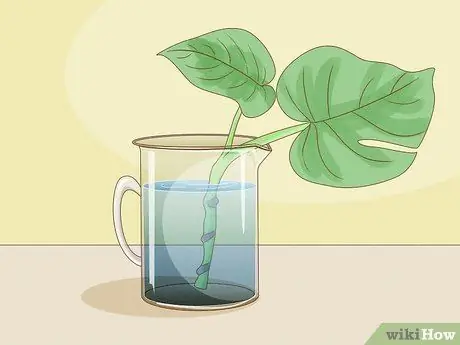 Обрезать Monstera Deliciosa Шаг 9