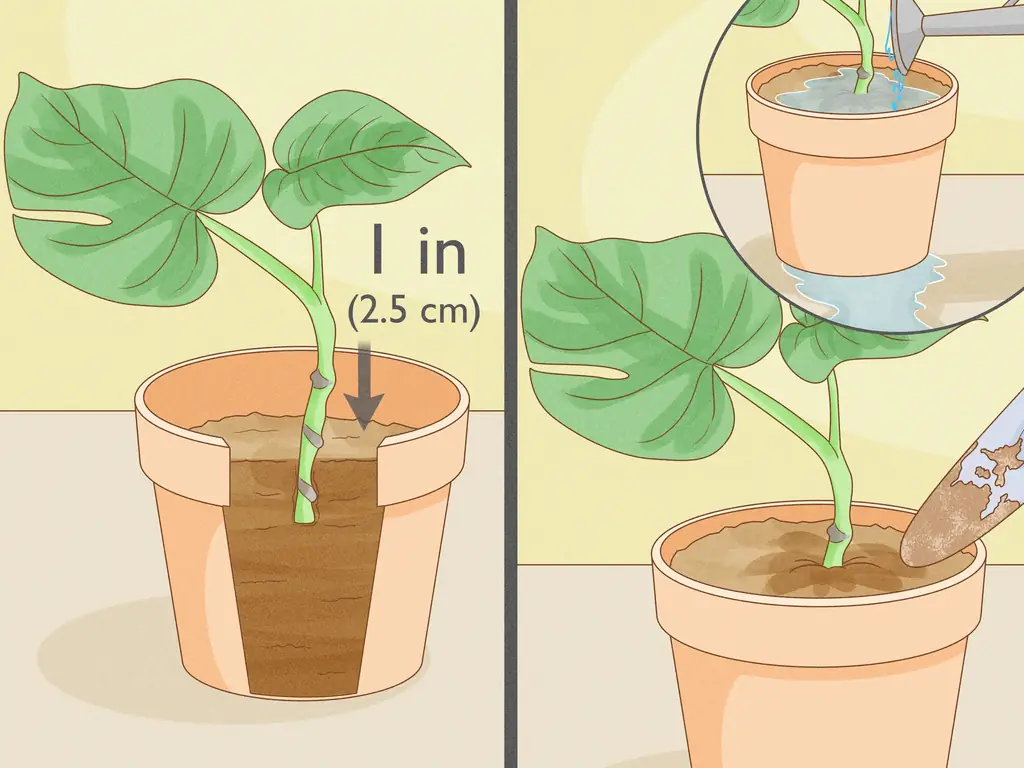 Как обрезать Monstera Deliciosa: 12 шагов (с иллюстрациями)