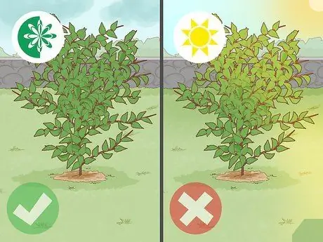 Слой дерева, шаг 1