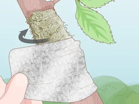 Слой дерева, шаг 10