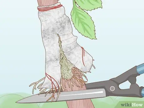 Слой дерева шаг 13