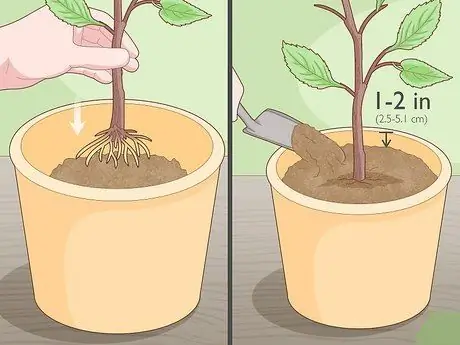 Слой дерева шаг 15