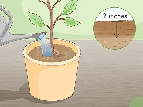 Слой дерева, шаг 16