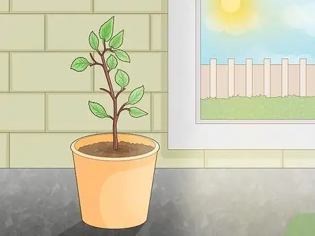 Слой дерева шаг 17