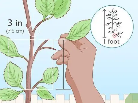 Слой дерева, шаг 3