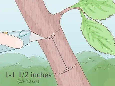 Слой дерева, шаг 4