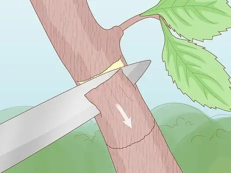 Слой дерева, шаг 5