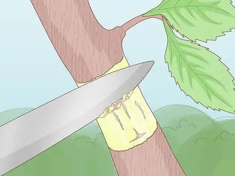 Слой дерева, шаг 6