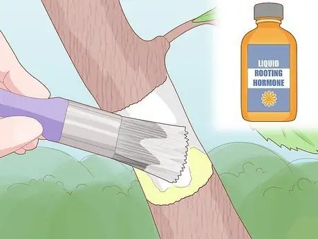 Слой дерева, шаг 7