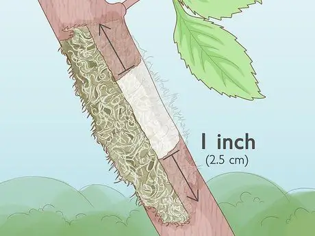 Слой дерева, шаг 9