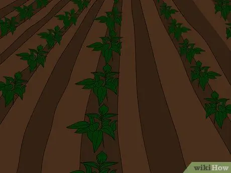 Плуг с двухрядным культиватором Шаг 10