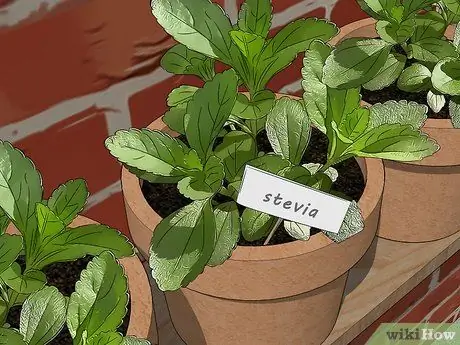 Выращивайте стевию, шаг 1