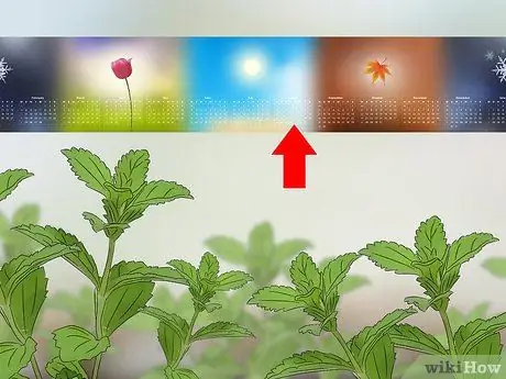 Выращивание стевии Шаг 9