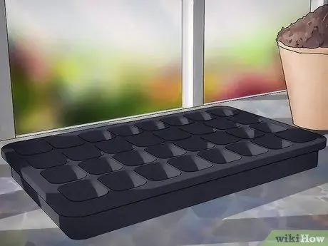 Выращивание растений из семян, шаг 3