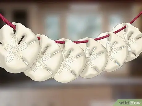 Очистите и сохраните песочные доллары, шаг 13