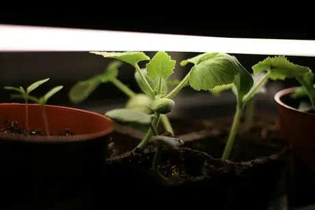 Расти огни на работе 3755 Расти огни на работе 3755