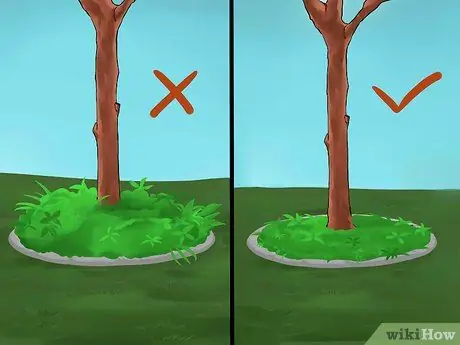 Создание клумбы под деревьями Шаг 6