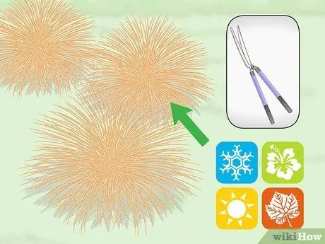 Чернослив декоративных трав Шаг 1