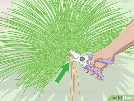 Чернослив декоративных трав Шаг 10