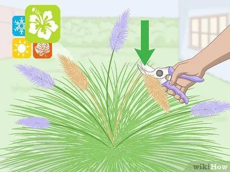 Чернослив декоративных трав Шаг 11