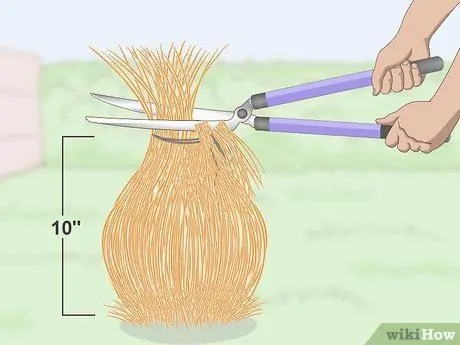 Чернослив декоративных трав Шаг 3